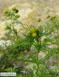 Matricaria aurea